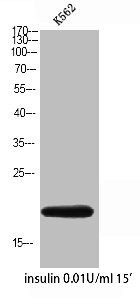 Anti-COX4I2