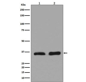 Anti-LDHA / Lactate dehydrogenase A, clone CFE-12