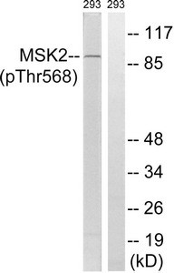 Anti-Phospho-RPS6KA4 (Thr568)