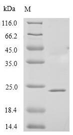 Glycodelin (PAEP), human, recombinant