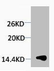 Anti-Tri-Methyl-Histone H1 (Lys25)