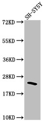 Anti-RHOA Recombinant Monoclonal, clone 1C11