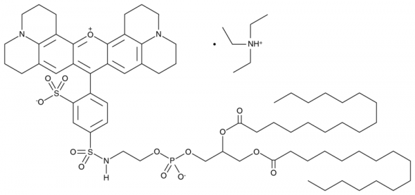 Sulforhodamine 101 DHPE