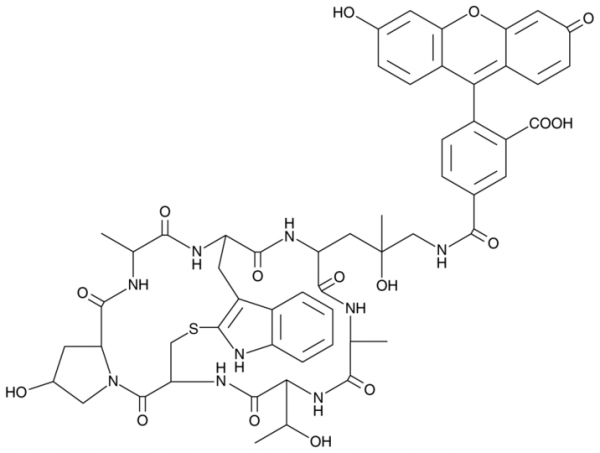 Phalloidin-Fluorescein Conjugate