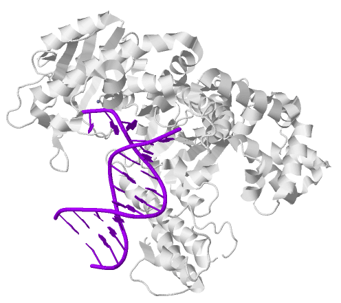 DNA-Polymerase-I
