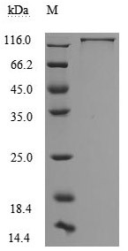 Neural cell adhesion molecule L1 (L1CAM), partial (Active), human, recombinant