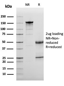 Anti-Complement 3d (C3d) (Acute Humoral Rejection Marker)(C3D/2891), CF568 conjugate, 0.1mg/mL