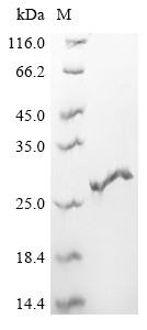 Interferon gamma (IFNG), Macaca fascicularis, recombinant