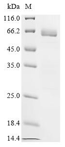 Neutrophil elastase (ELANE), recombinant human