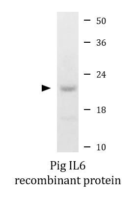 Pig IL6 recombinant protein (Active)