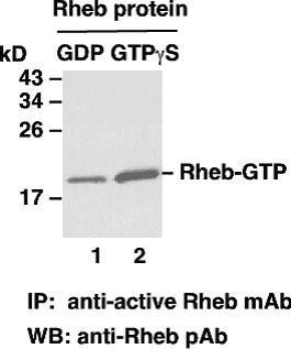 Anti-Active Rheb, monoclonal