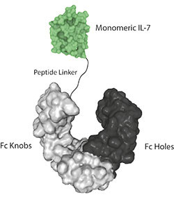 IL-7 (human) (monomeric):Fc-KIH (human) (rec.)