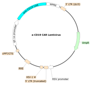Anti-CD19 CAR Lentivirus (CD19 ScFv-CD8-4-1BB-CD3zeta, SIN Vector)