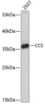 Anti-CCS