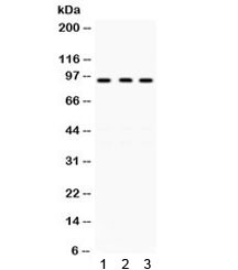 Anti-GCN5 / KAT2A