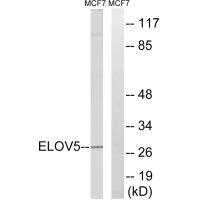 Anti-ELOVL5