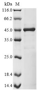 Transcriptional enhancer factor TEF-3 (TEAD4), partial, human, recombinant