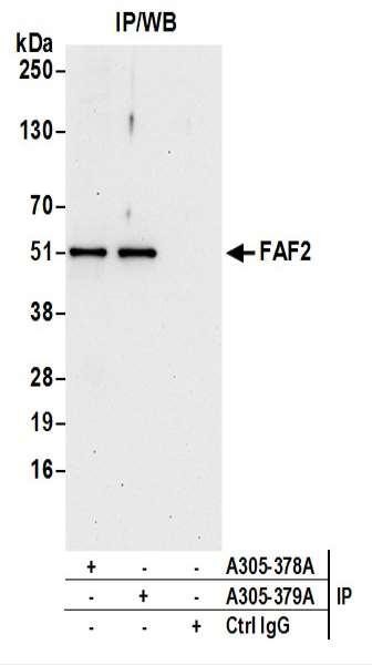 Anti-FAF2/ETEA