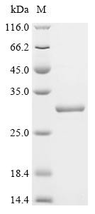 Interleukin-6(IL6), bovine, recombinant