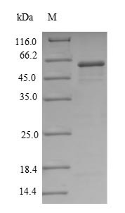 5&#039;-Nucleotidase (NT5E), partial, human, recombinant