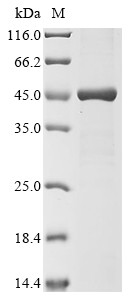 Transcriptional enhancer factor TEF-4 (TEAD2), partial, human, recombinant