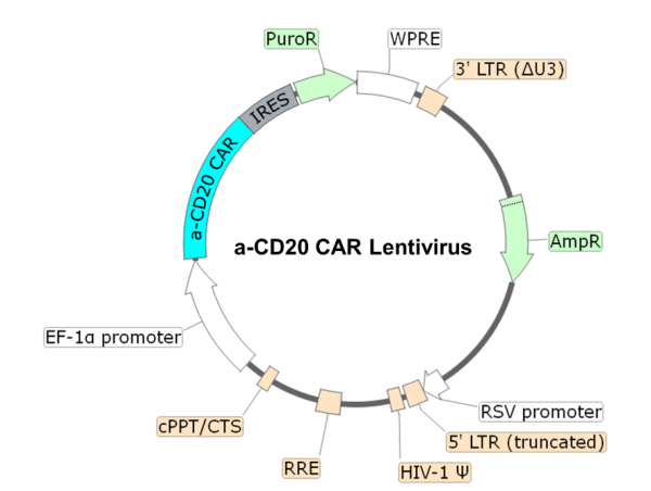 Anti-CD20 CAR Lentivirus (Clone Leu-16 ScFv-CD8-4-1BB-CD3zeta)