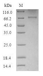 5-Hydroxytryptamine receptor 1F (HTR1F), human, recombinant