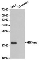 Anti-Histone H3K4me1