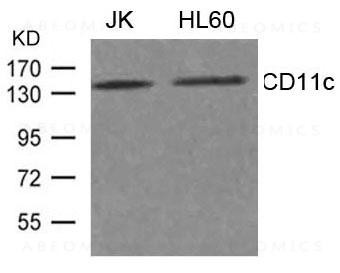 Anti-CD11c