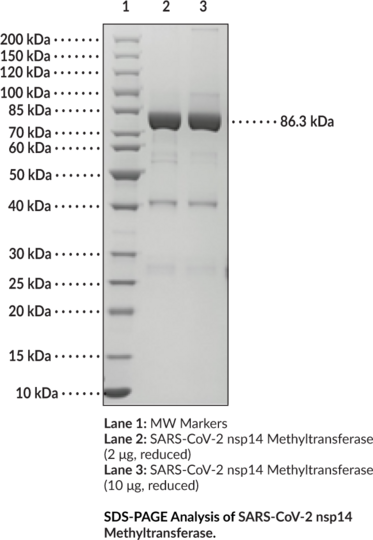 SARS-CoV-2 nsp14 Methyltransferase (recombinant)