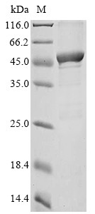 Argininosuccinate synthase (Ass1), mouse, recombinant