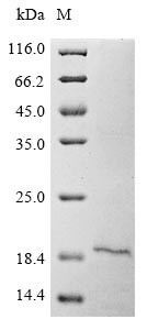 Secretory phospholipase A2 receptor (PLA2R1), partial, human, recombinant