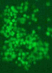 Anti-dimethyl-Histone H3 (Lys79)