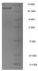 Heat shock 70KDA protein 1B (Hspa1b), mouse, recombinant