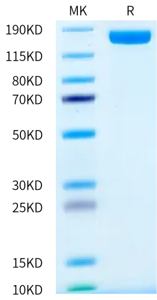 Human VEGF R2/KDR Protein