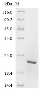 Cystatin-C (CST3), bovine, recombinant