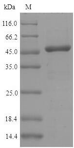 Interferon regulatory factor 3 (Irf3), mouse, recombinant