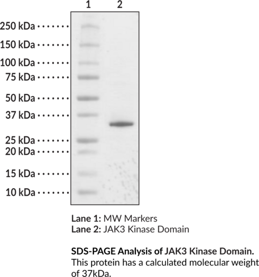 JAK3 Kinase Domain (human, recombinant)