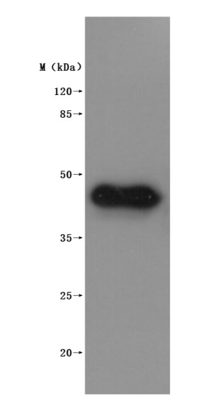 Membrane spanning 4-domains A1 (MS4A1)-VLPs (Active), Macaca fascicularis, recombinant