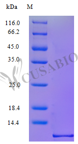 C-X-C motif chemokine 10 protein (CXCL10) (Active), Macaca mulatta, recombinant