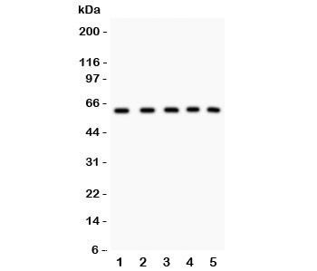 Anti-LKB1