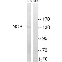 Anti-NOS2 (Ab-151)