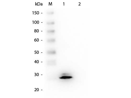 Anti-GSTO1, clone 14A9.F6