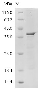 Filaggrin (FLG), partial, human, recombinant