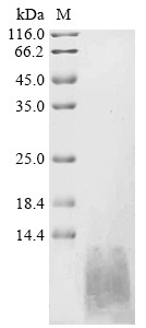 Natriuretic peptides A (NPPA), partial, human, recombinant