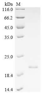 Interferon alpha-1/13 (IFNA1), human, recombinant