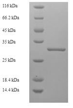 Glandular kallikrein-7, submandibular/renal (Klk7), rat, recombinant