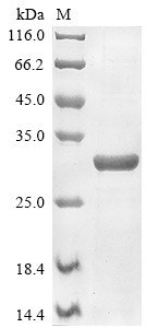 Transcriptional enhancer factor TEF-3 (Tead4), partial, mouse, recombinant