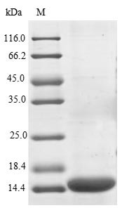 Programmed cell death 1 ligand 2 (PDCD1LG2), partial, human, recombinant