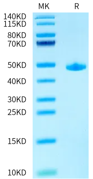 Human ACVR1/ALK-2 Protein